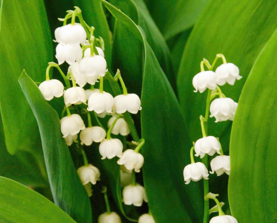 Muguet de mai