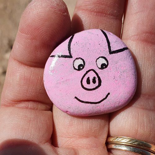Pig on rock