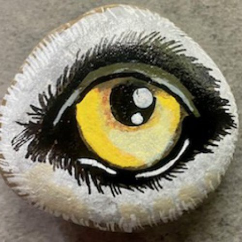 Oeil de loup gris