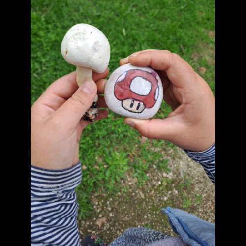 Les zouzous de St Rmy Toad Alice