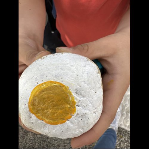 ALSHLESPTITSGENIS26750 egg