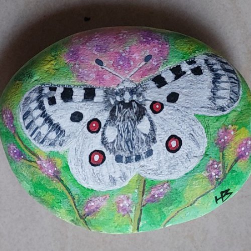 hbilr Papillon Butterfly