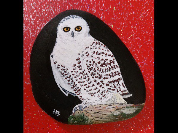 Selection of the month hbilr snowy owl : 1699207679.hbilr.harfang.des.neiges.jpg