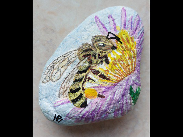 Selection of the month hbilr Bee : 1701635283.hbilr.abeille.sur.fleur.mauve.jpg