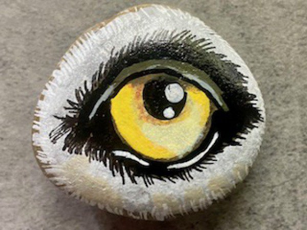 Selection of the month Oeil de loup gris : 1748378208.melb38.oeil.de.loup.gris.jpg