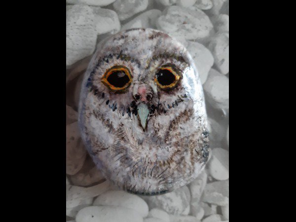 Selection of the month ChrisM26 Owl : 1761206192.chrism26.chouette.jpg