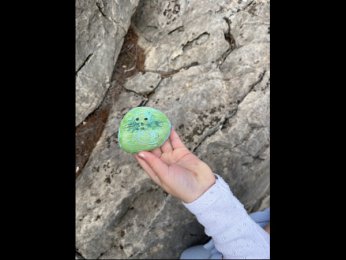 Creator 5698 Le chat