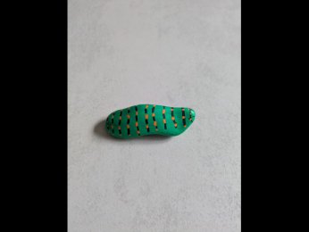 Les poupoules En avant la chenille !