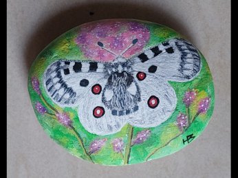 hbilr Papillon Apollon