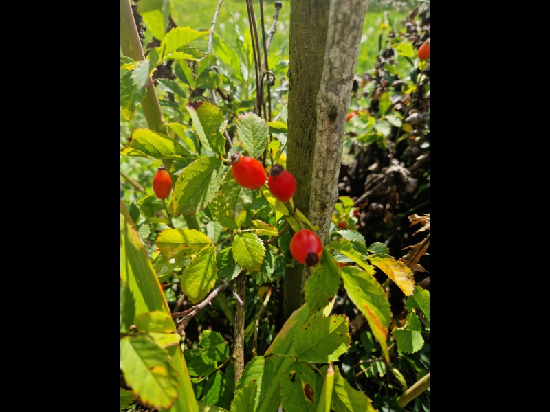 Discover<br/>the second clue picure