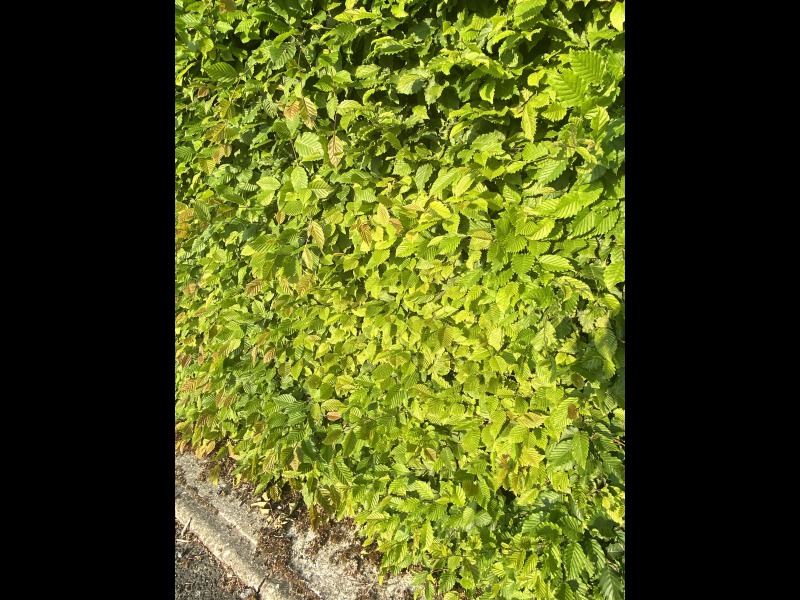 Discover<br/>the second clue picure