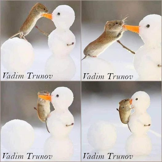 Vadim trunov photo animaliere campagnole mange le nez bonhomme neige